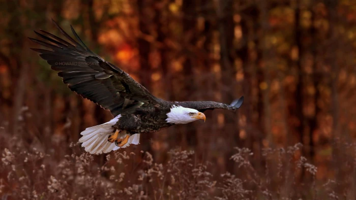 black and white fish with nature birds animals eagle 2k