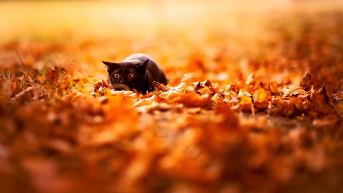 black cat feline depth of field nature leaves fall animals 2k