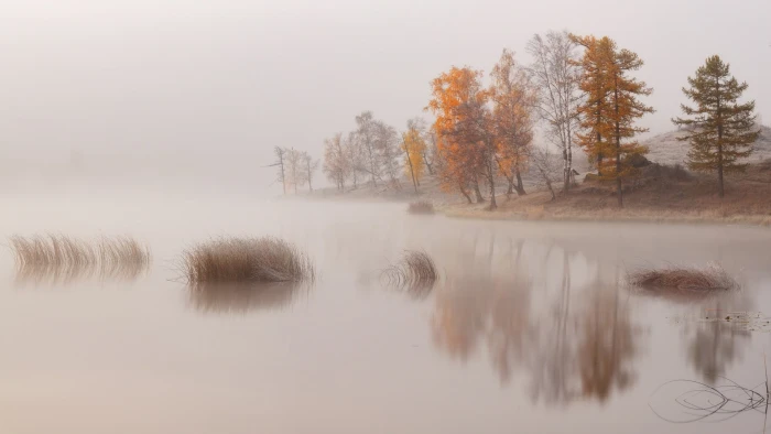 body of water beside trees nature landscape lake mist morning 2k