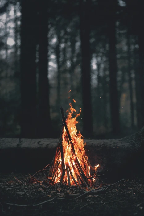 bonfire portrait display nature trees forest wood leaves