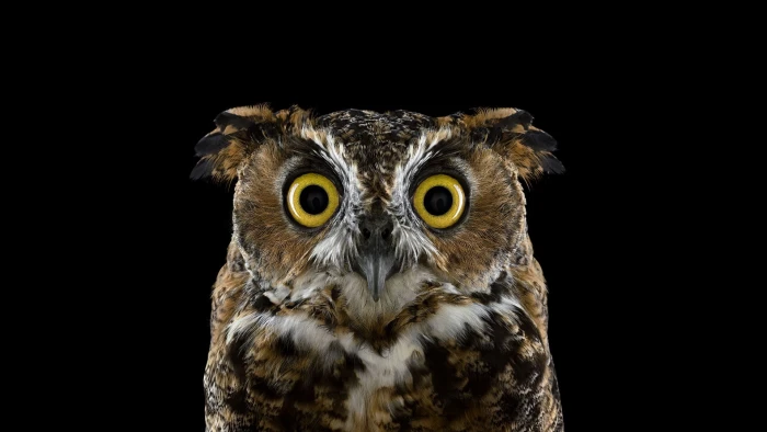 brown and black owl photography animals birds simple background 2k