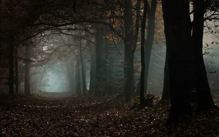 brown leafed trees nature landscape mist fall forest morning