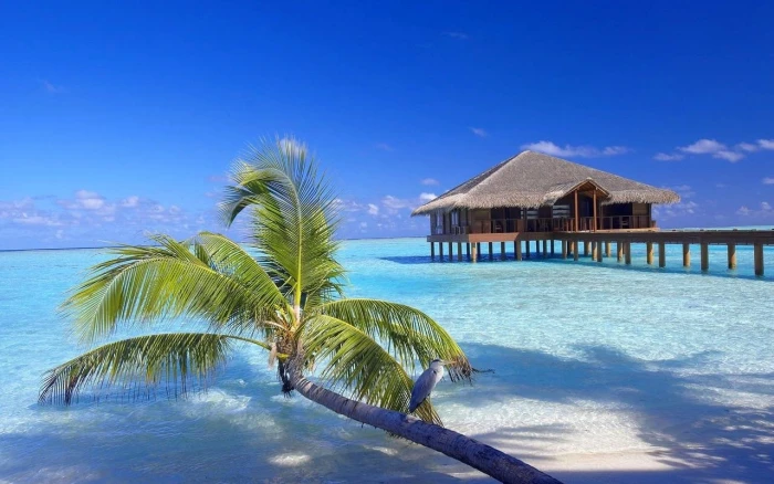 brown wooden hut Maldives resort beach palm trees sand birds