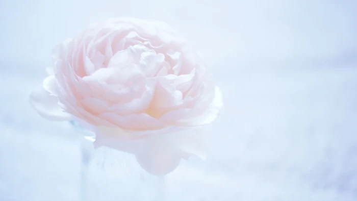 Camellia wallpaper flower pink 2k 4k