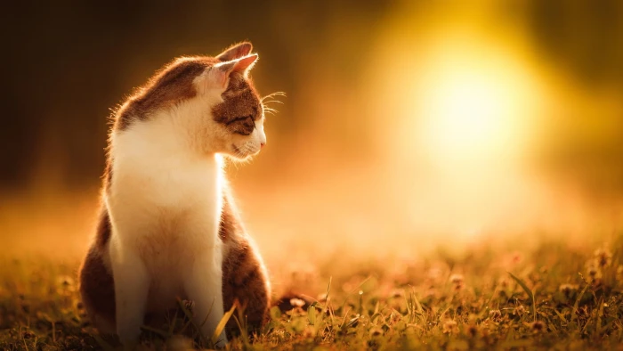Cat sun grass nature scenery summer 2k