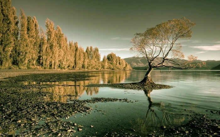 brown leafed tree nature landscape lake forest trees water