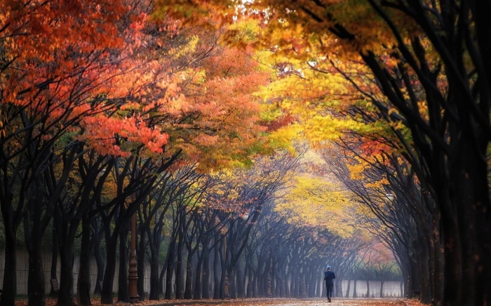 brown leafed trees nature landscape morning fall park colorful