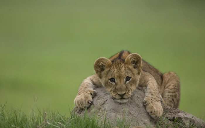 brown leopard nature animals lion baby depth of field 2k