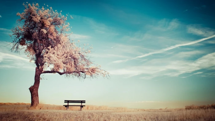 brown wooden bench chair pallet placed near cherry blossom tree 2k