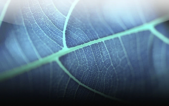 closeup photography of leaf blue plant leaves macro nature 2k