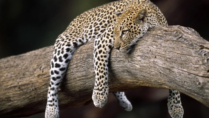 adult leopard nature forest animals animal themes 2k
