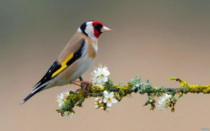 Colorful Bird On Flowering Branch birds animals tree branch 2k
