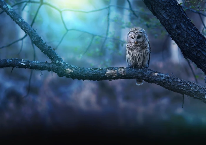 animals owl nature birds animal wildlife one vertebrate 2k