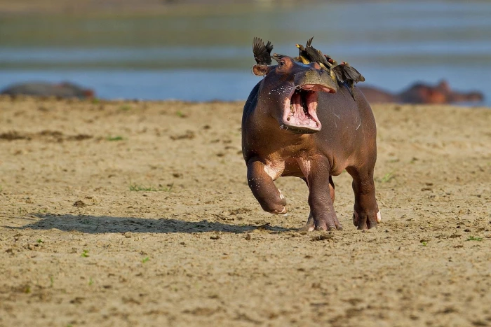 depth of field photography hippo on seashore nature animals