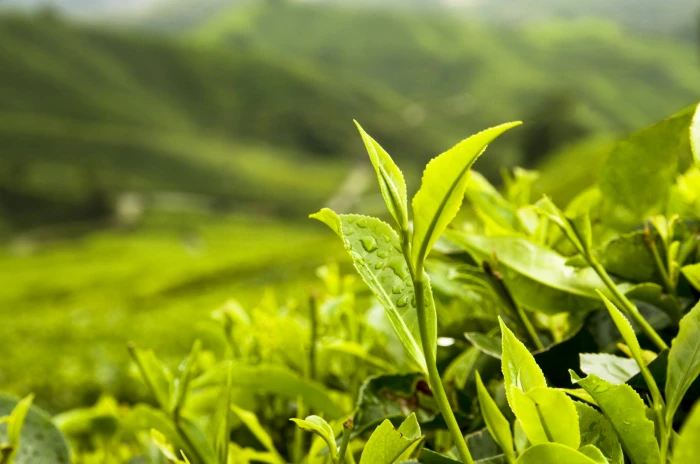 close up photography of green leaf plant Tea Leaves Japan Trade 2k