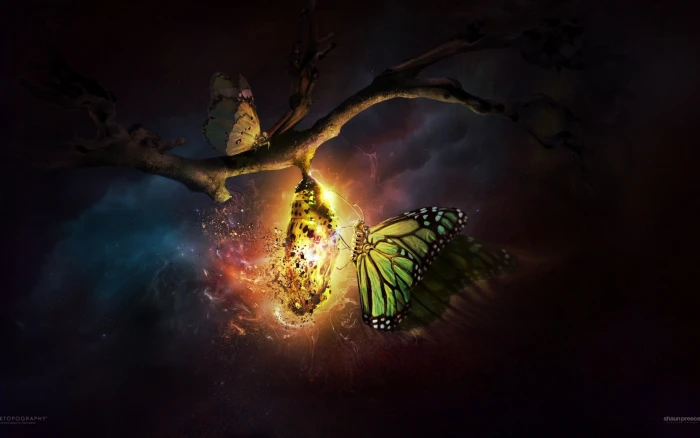 Desktopography butterfly Cocoon night nature CGI digital art 2k
