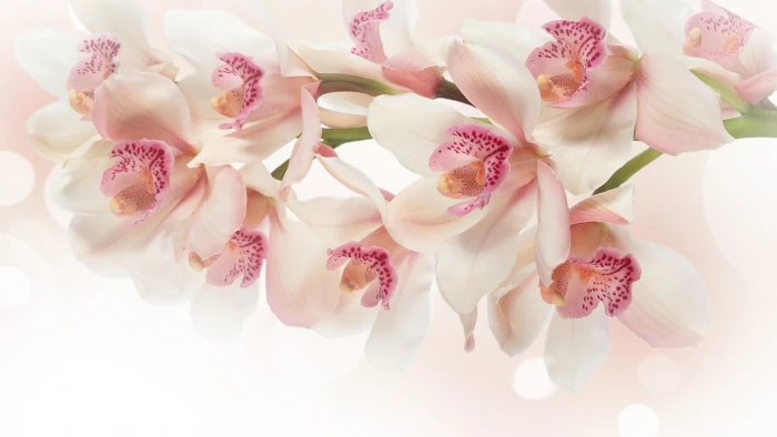 flower orchid pink bouquet blossom petal bloom floral 2k