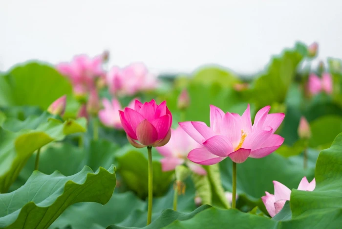 Flowers Lotus Nature Pink Flower flowering plant pink color 2k