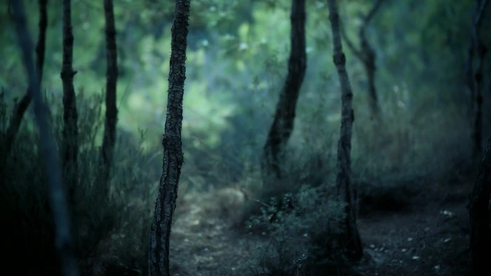 Forest Dark Nature 2k