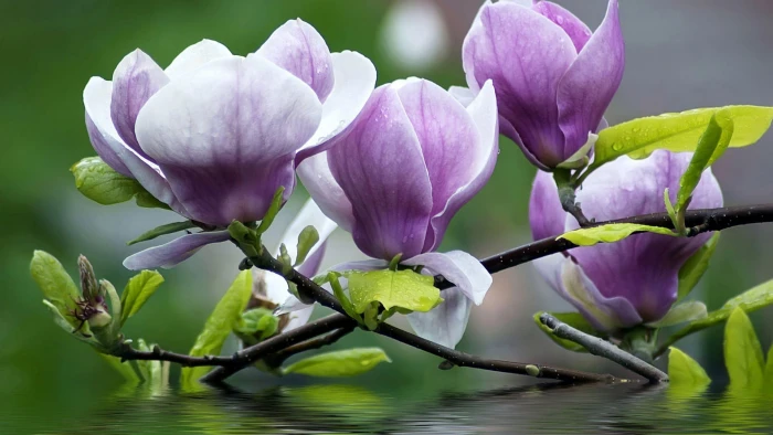 flower spring plant pink floral tulip bloom flowers 2k