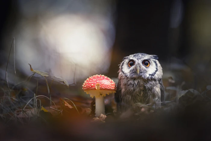 gray and black owl forest animals nature the dark background 2k