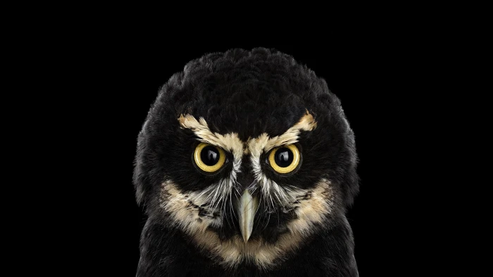 photography animals birds owl simple background nature 2k