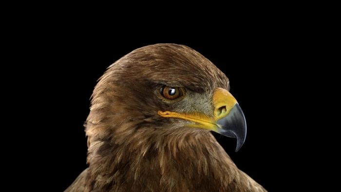 photography animals birds simple background nature one animal 2k