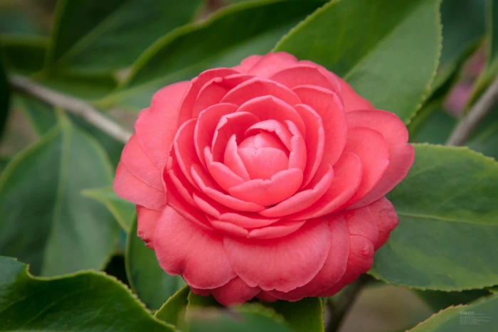 pink petaled flower camellia bloom plant red fresh nature 2k