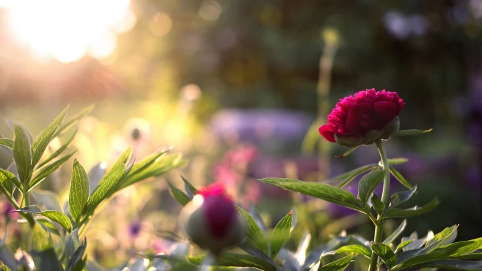 pink petaled flowers sunlight leaves nature depth of field 2k