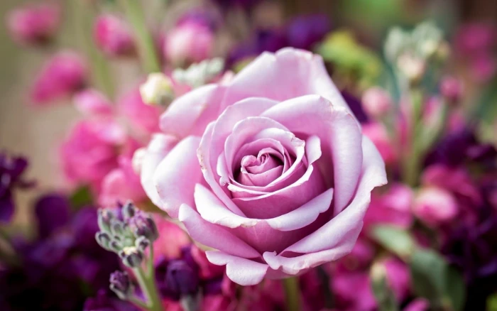 pink rose flowers nature flowering plant beauty in 2k