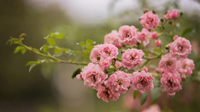 pink flower flowers bloom blossom floral petal plant 2k