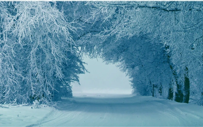 snow covered trees winter ice nature cold temperature beauty in