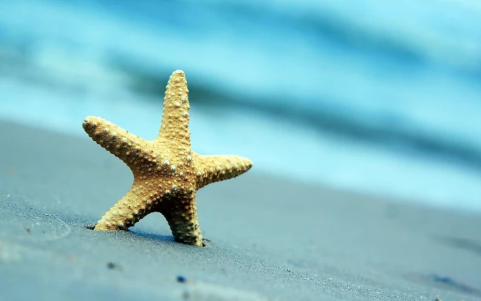 Starfish Sand Beach Summer starfish endoskeleton 2k