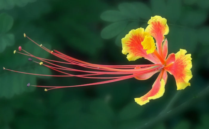 red and yellow peacock flower in closeup photography Pollination 2k