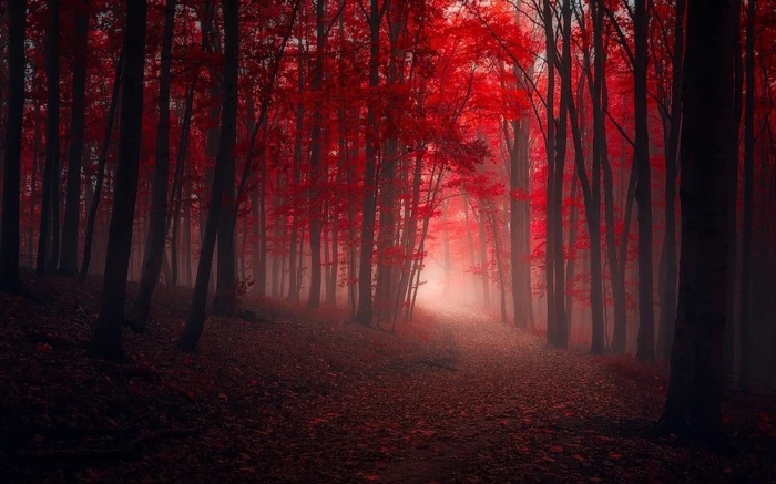 red leafed tree nature landscape trees fall path leaves