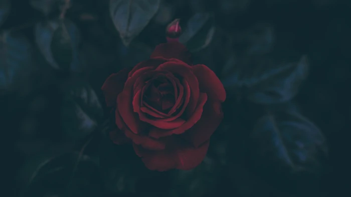 red rose wallpaper illustration flowers 2k 4k