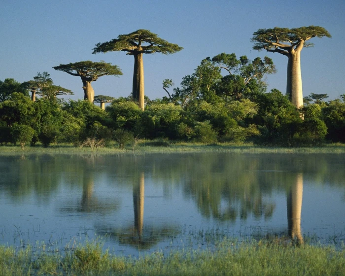 baobab trees reflected in wetlands madagascar Baobab Trees Tree HD