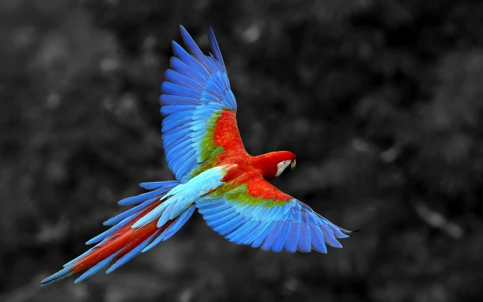 scarlet macaw nature animals birds parrot macaws selective coloring 2k
