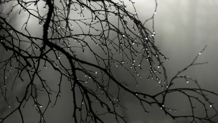 selective focus photography of plant rain nature wood landscape 2k