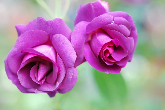 selective focus photography of two pink rose flowers Purple 2k