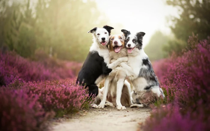 shallow focus photography of three short coated dogs on purple flower field 2k