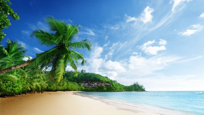 beach palm trees sky clouds sea water beauty in nature 2k