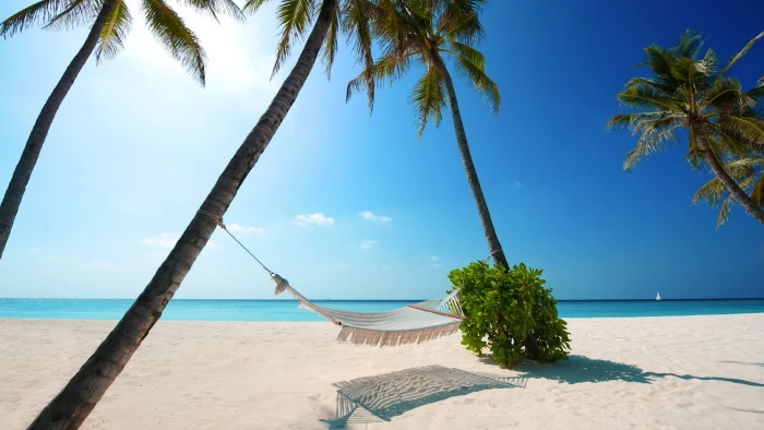 beach sand palm trees landscape hammocks sea sky water 2k
