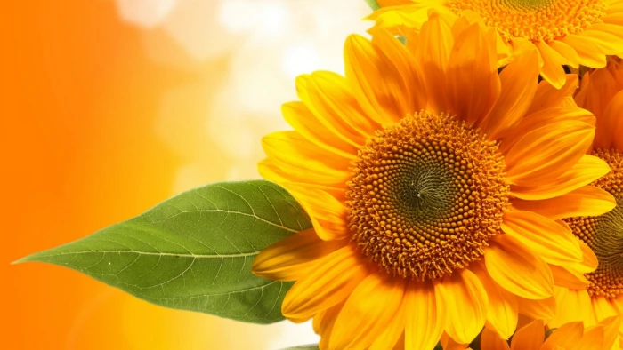 beautiful nature for desktop background flower 2k