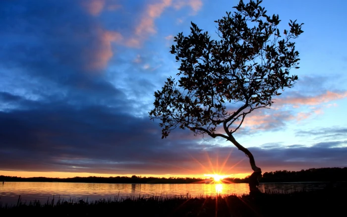 Beautiful nightfall scenery at river side sunset tree sky clouds green and black leafed 2k