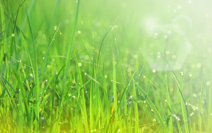 Beautiful Sparkling Green Grass nature and abstract 2k