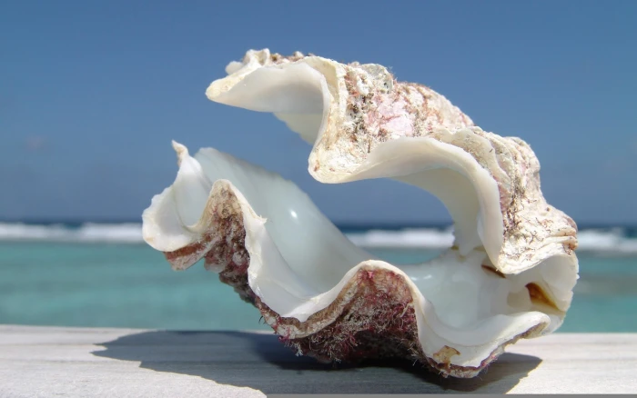 Big Shell Beach white and brown clam shell nature 2k