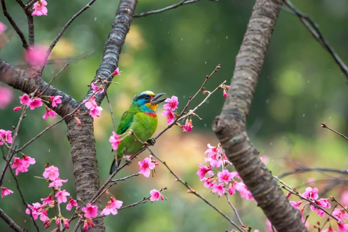 bird perched over pink petaled flowers nature wildlife animal 2k