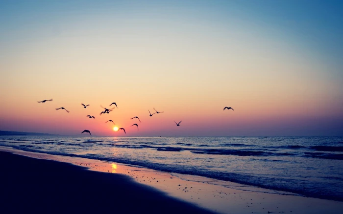 birds sea beach sky horizon 2k