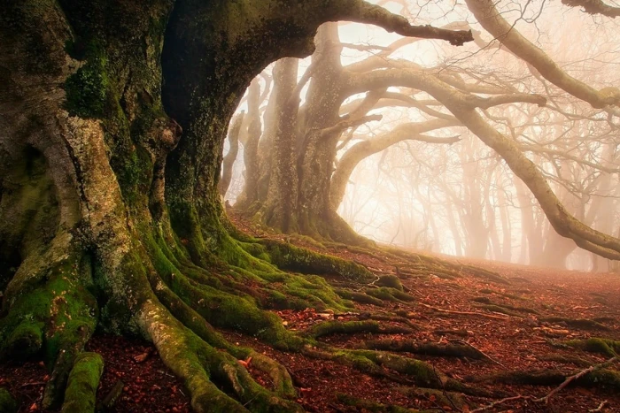 tree forest mist moss roots trees ancient leaves nature
